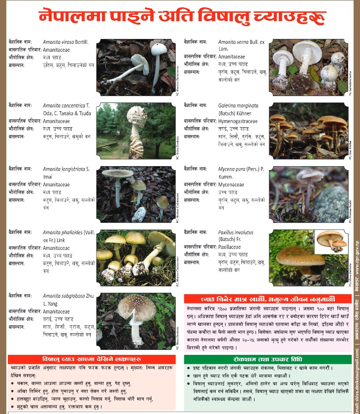poisonous mushrooms dpr gov np1697162580.jpg